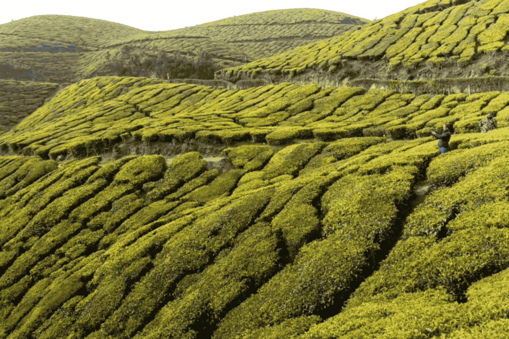 ESG 101: Environmental, Social and Governance Explained